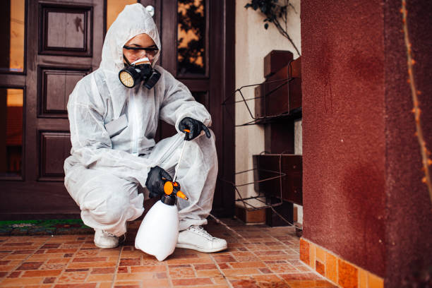 Attic and Crawl Space Rodent Treatment in San Felipe