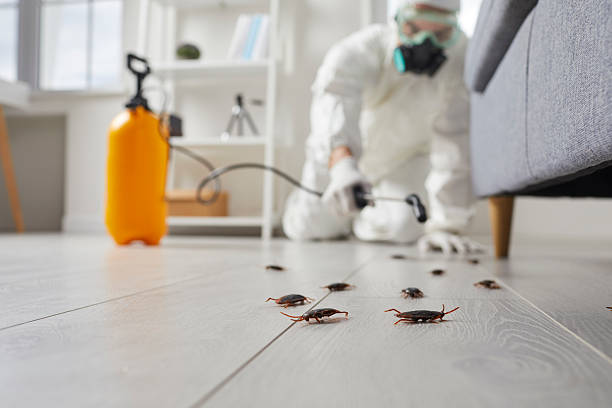 Commercial Rodent Management in San Felipe